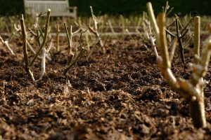 Roses growing in Equigrow Real Farmyard Manure